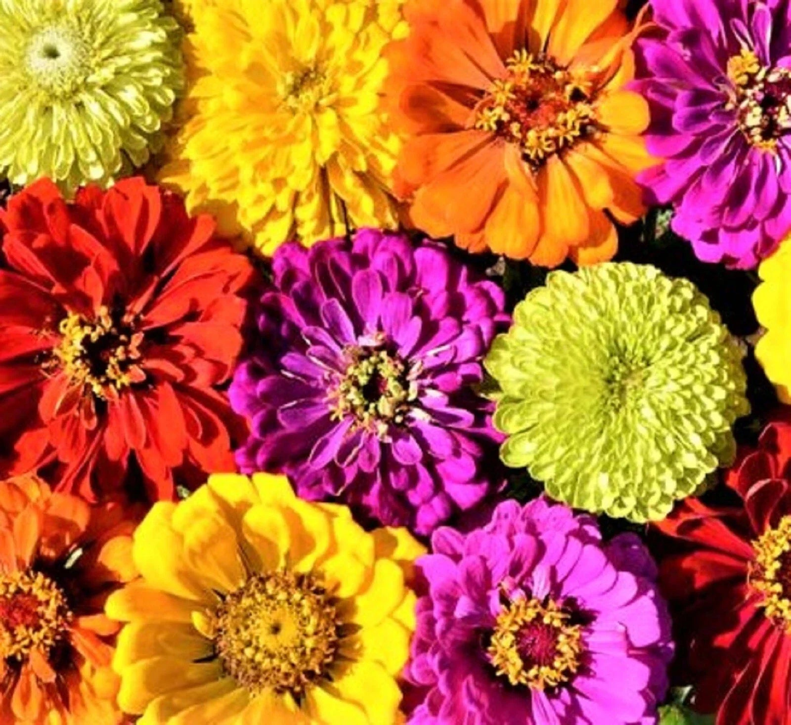 Painted Wagon Zinnia Seeds – 100+ Seeds, Colorful Annual Flower, Zinnia elegans, Vibrant Blooms for Garden, Borders & Cuttings