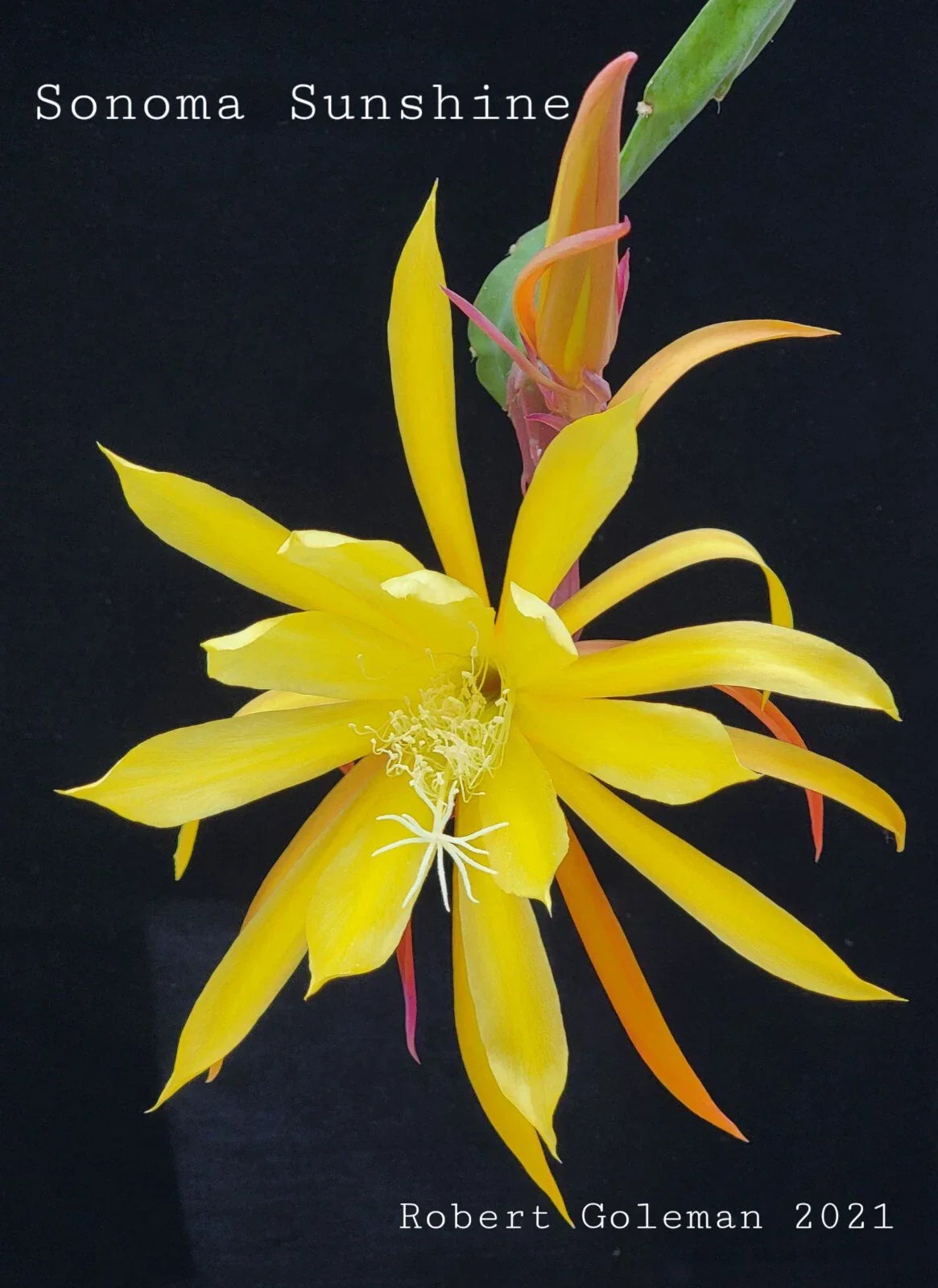 Epiphyllum 'Sonoma Sunshine' Orchid Cactus Unrooted Cutting - Rare Tropical Plant Propagation