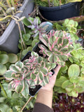Aeonium Fuji Cuttings - Succulent Plant Propagation Material - Aeonium arboreum 'Fuji'