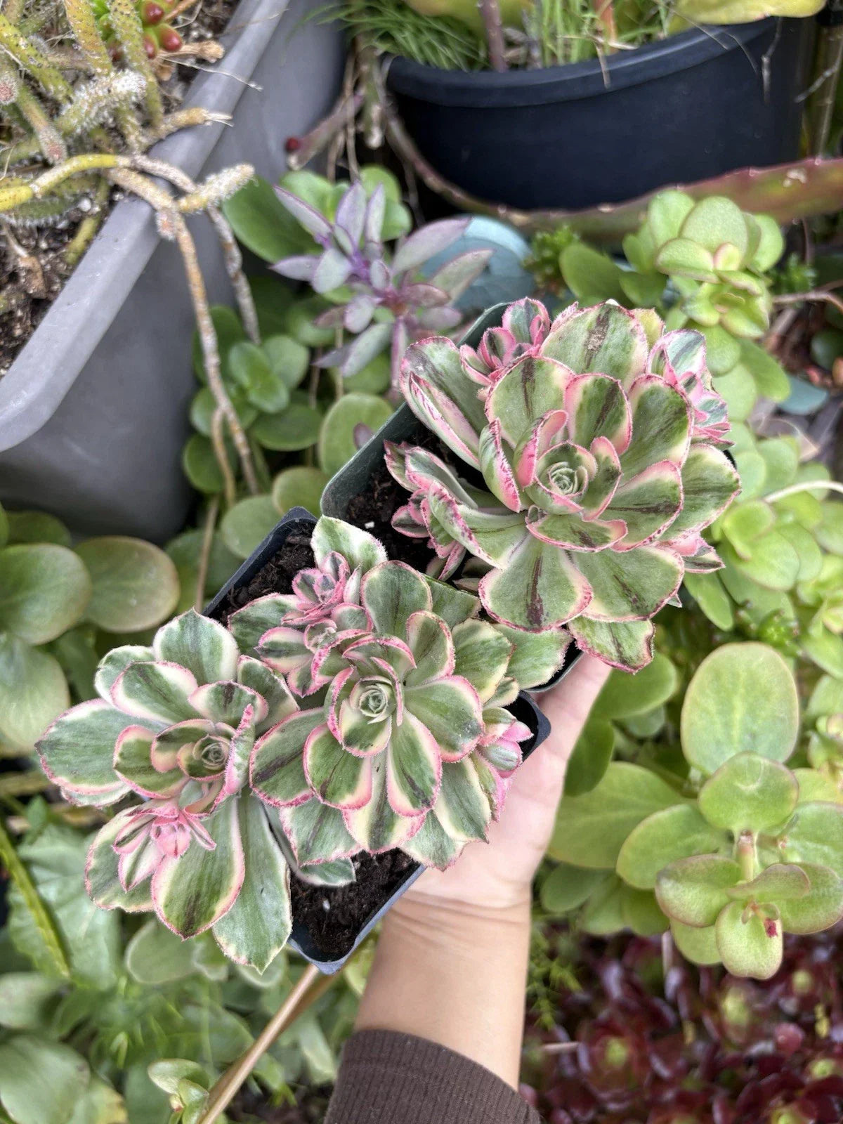 Aeonium Fuji Cuttings - Succulent Plant Propagation Material - Aeonium arboreum 'Fuji'