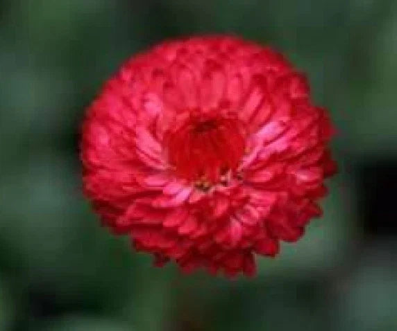 Tall Red Cornflower Seeds - 100 Fresh Centaurea Cyanus for Gardens, Borders & Cut Flowers