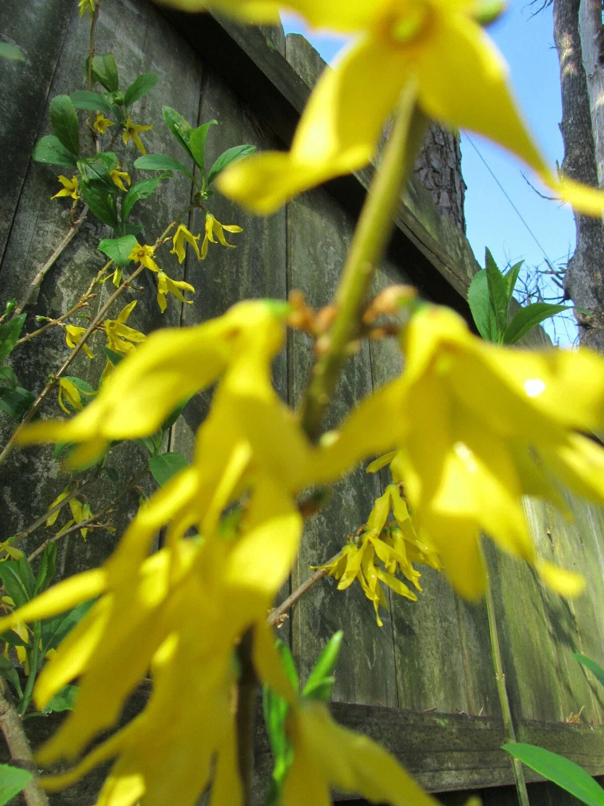 Yellow Bell Forsythia Cuttings - Hardy Ornamental Bush Perennial - Forsythia suspensa - 5 Healthy Plant Cuttings
