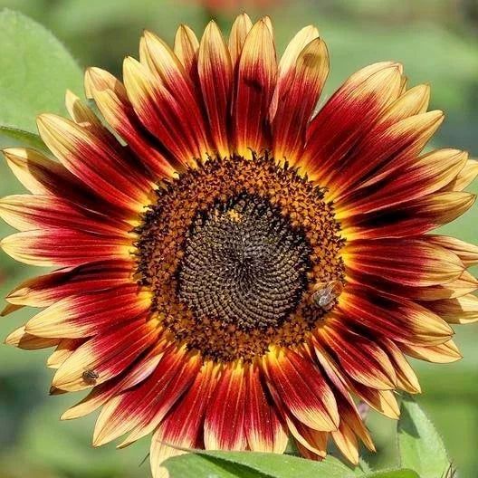 Indian Blanket Sunflower Seeds - Gaillardia pulchella Wildflower for Pollinators & Cut Flowers - Easy to Grow Annual Seed Pack