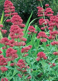 Valerian Seeds 100 Pack Centranthus Ruber Pink Betty Perennial Flower Seeds for Garden, Pollinator Attracting, Drought Tolerant