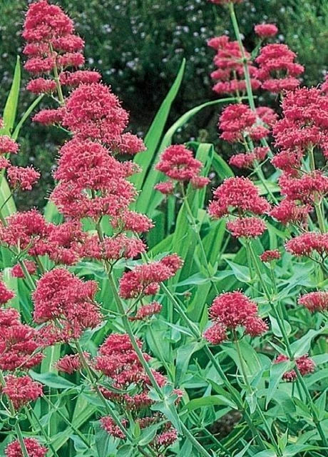 Valerian Seeds 100 Pack Centranthus Ruber Pink Betty Perennial Flower Seeds for Garden, Pollinator Attracting, Drought Tolerant