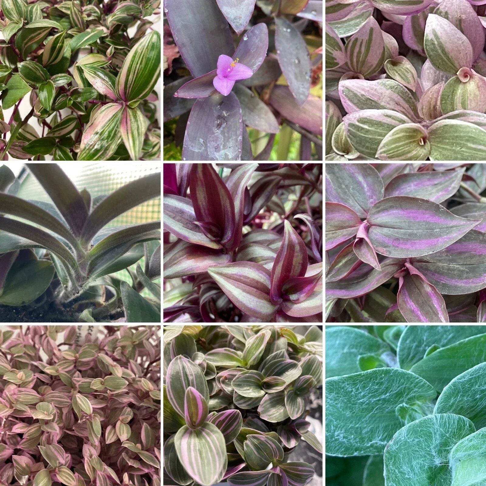 Tradescantia & Callisia Cuttings Assortment – Vibrant Wandering Jew Indoor Plants – Easy Care Houseplant Propagation