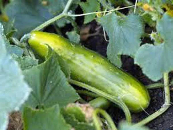 Cucumber Seeds - Long Green Improved Heirloom - Non-GMO, 25+ Seeds - Cucumis sativus, Vining, Fresh Eating & Pickling