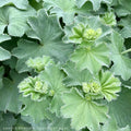 Lady's Mantle Bare Root Starter Plants - Alchemilla Mollis Perennial, 2 Pack, USA Grown