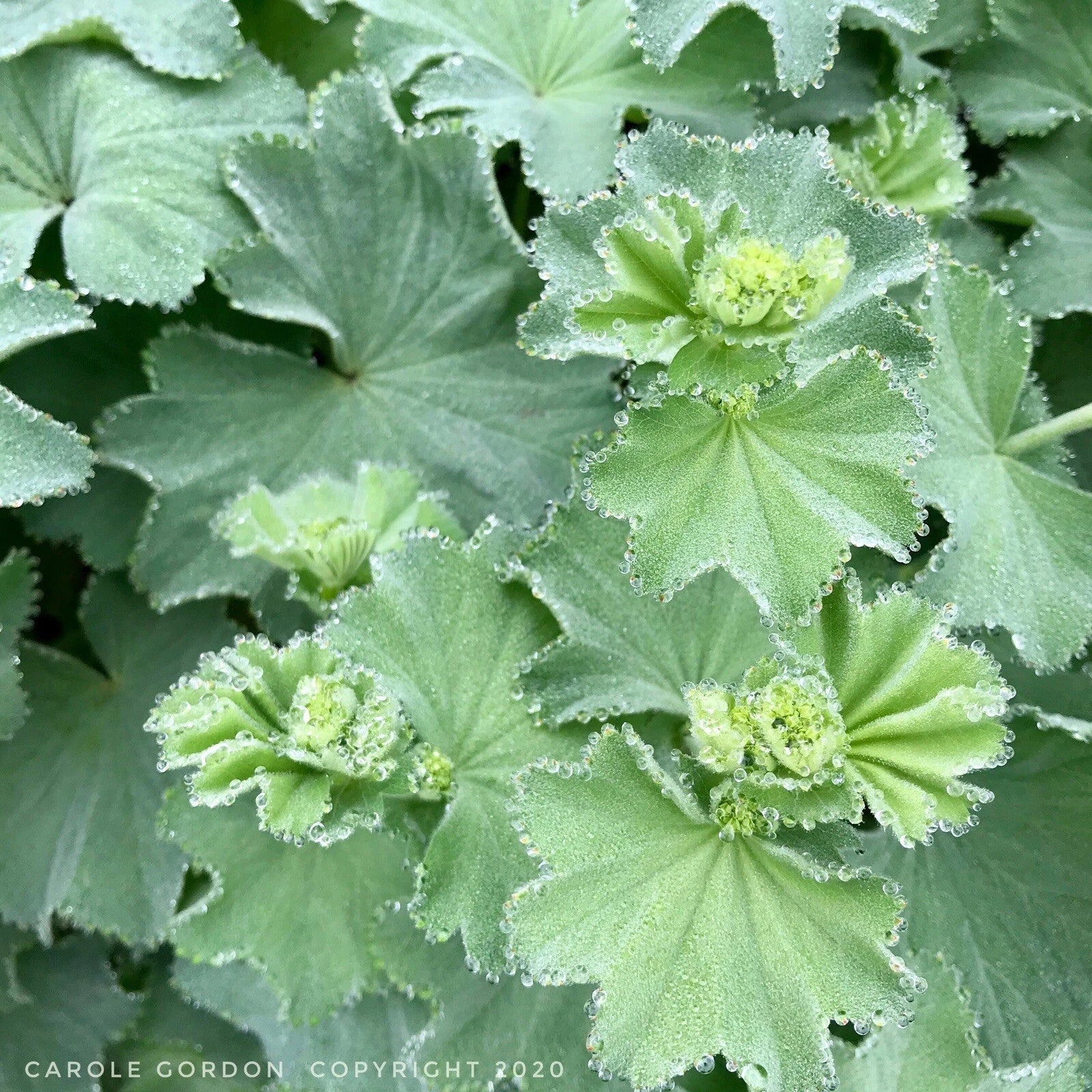 Lady's Mantle Bare Root Starter Plants - Alchemilla Mollis Perennial, 2 Pack, USA Grown