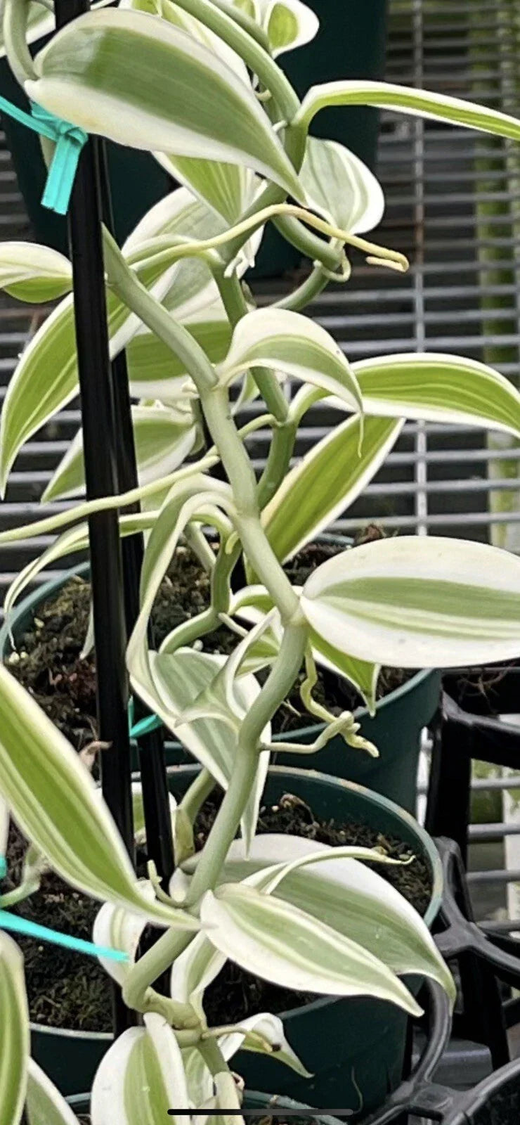 White Variegated Vanilla Planifolia Orchid Cutting – Indoor/Outdoor Plant, Variegated Leaves, Easy Propagation