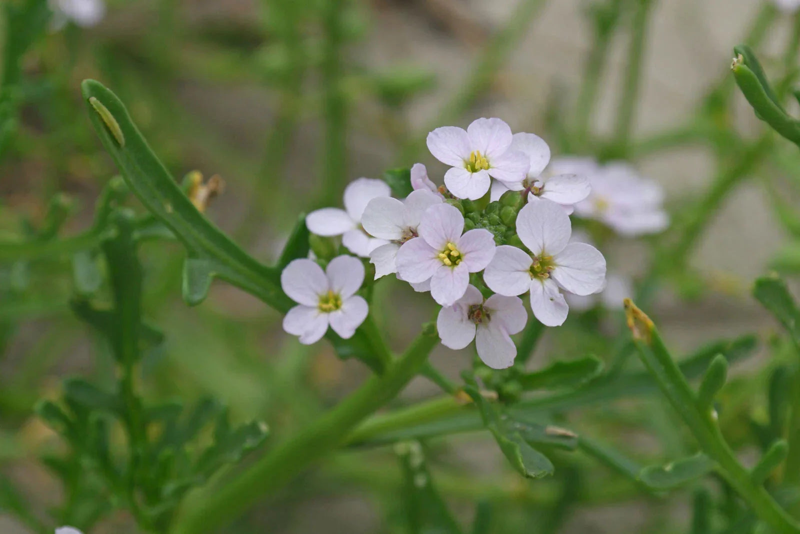 Cakile edentula Flower Seeds - 20 American Searocket Seeds for Coastal Garden Planting - Drought-Tolerant, Sandy Soil, Wildflower Seeds
