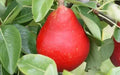 Red Clapp's Favorite Pear Seeds – 25+ Non-GMO Pyrus communis Fruit Tree Seeds for Home Garden Planting