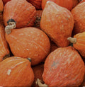 Golden Hubbard Winter Squash Seeds – Non-GMO Open-Pollinated Cucurbita maxima for Home Gardening, Large, Sweet, and Flavorful