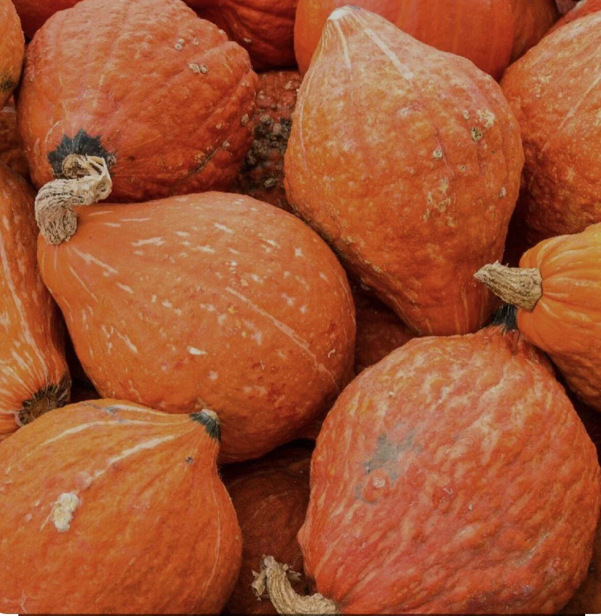 Golden Hubbard Winter Squash Seeds – Non-GMO Open-Pollinated Cucurbita maxima for Home Gardening, Large, Sweet, and Flavorful