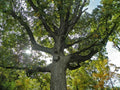 Bur Oak Tree 9-12" Container Quercus macrocarpa with Free Orange Tree