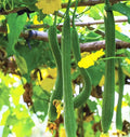 Extra Long Smooth Luffa Gourd Seeds - Luffa aegyptiaca, Climbing Vine, 20+ Seeds for Organic Gardening, 2025 Planting