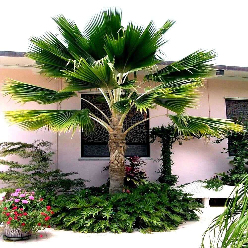Fiji Fan Palm Tree Seeds - Pritchardia pacifica, Tropical Fast Growing Seeds, Indoor & Outdoor Landscaping, 20 Pack