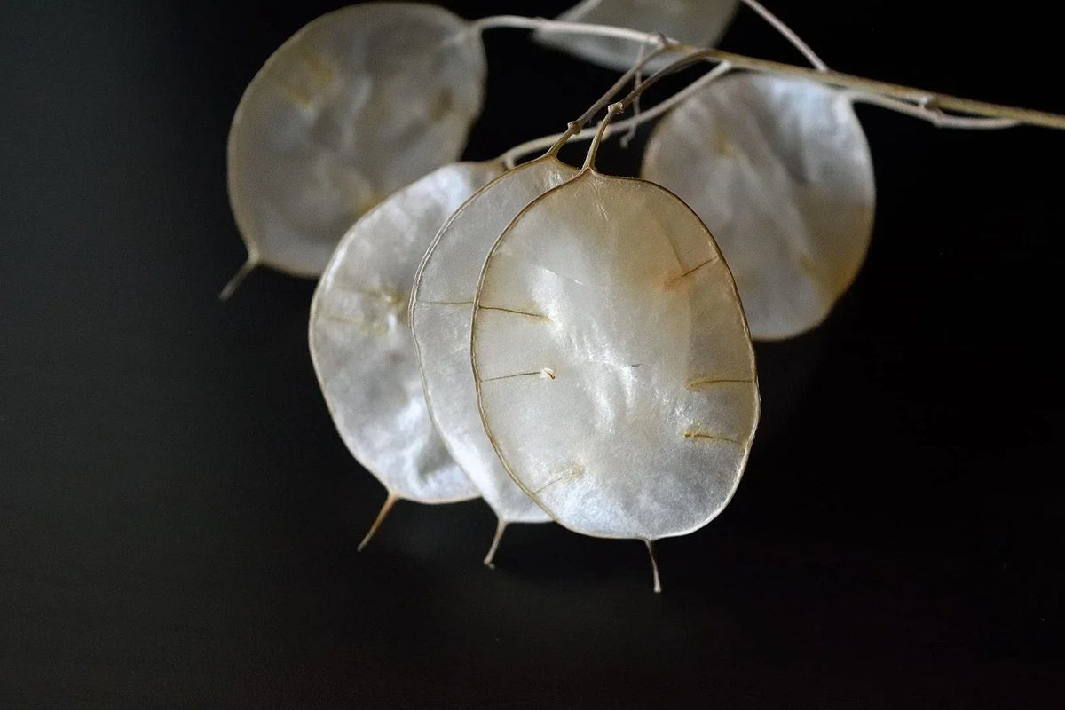 White Money Plant Seeds - Lunaria Biennis, Honesty Plant, Easy to Grow Indoor Outdoor Gardening Seeds, 30 Seeds