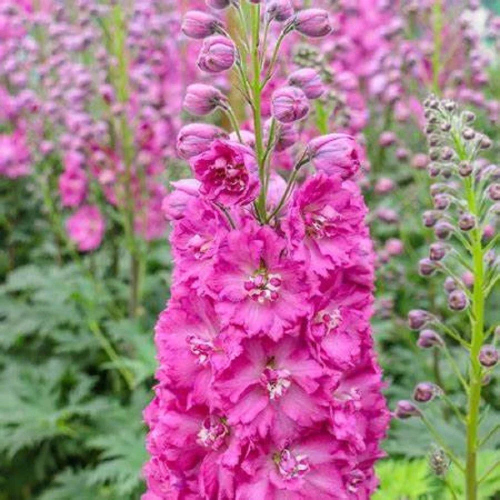 Bright Pink Delphinium Seeds - 50 Perennial Flower Seeds for Garden, Delphinium elatum, Bright Pink Blooms