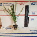 Live Society Garlic Plants - 2 Pack - Tulbaghia violacea - Fragrant Perennial for Gardens
