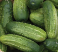 Wisconsin Cucumber Seeds - 50+ SMR 58 Pickling, Non-GMO, Heirloom, Cucumis sativus, Vining Vegetable for Home Garden