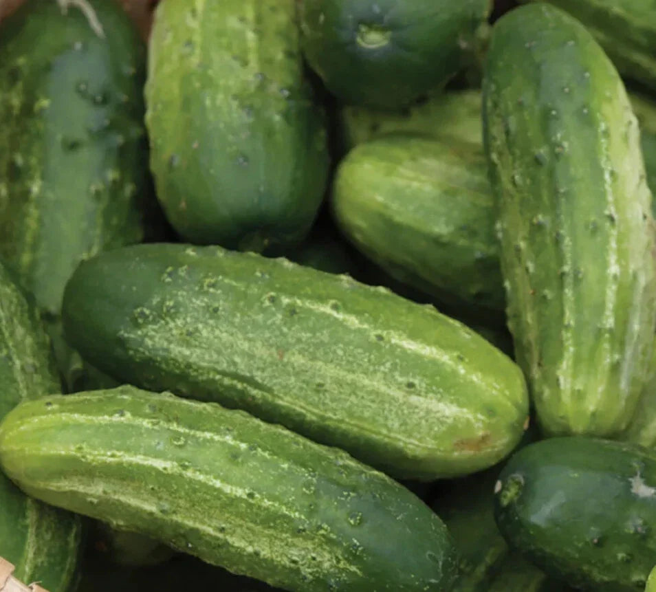 Wisconsin Cucumber Seeds - 50+ SMR 58 Pickling, Non-GMO, Heirloom, Cucumis sativus, Vining Vegetable for Home Garden