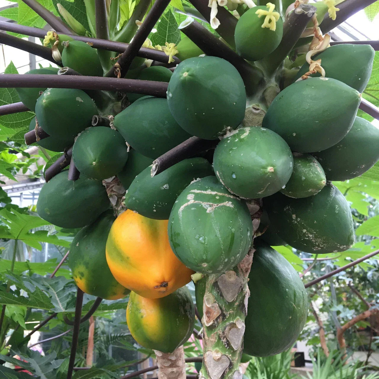 Hawaiian Papaya Seeds 25+ for Garden Planting, Carica papaya, Tropical Fruit, Fast Growing, USA Shipping
