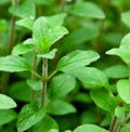 Italian Oregano Seeds | Non-GMO Heirloom Herb Seeds | Origanum vulgare | Culinary & Garden Use