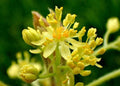 Sassafras Tree Cuttings - 12 Thin Edible Aromatic Foliage Sassafras albidum