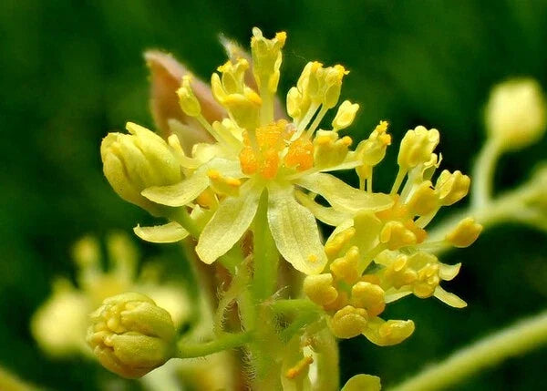 Sassafras Tree Cuttings - 12 Thin Edible Aromatic Foliage Sassafras albidum