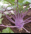 Early Purple Vienna Kohlrabi Seeds – Heirloom Brassica oleracea var. gongylodes, Creamy Tender & Mild, 150 or 1000 Seeds
