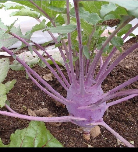 Early Purple Vienna Kohlrabi Seeds – Heirloom Brassica oleracea var. gongylodes, Creamy Tender & Mild, 150 or 1000 Seeds