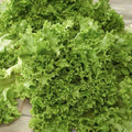 Salad Bowl Lettuce Seeds 250+ Heirloom Non-GMO Lactuca sativa Vegetable Garden Seeds