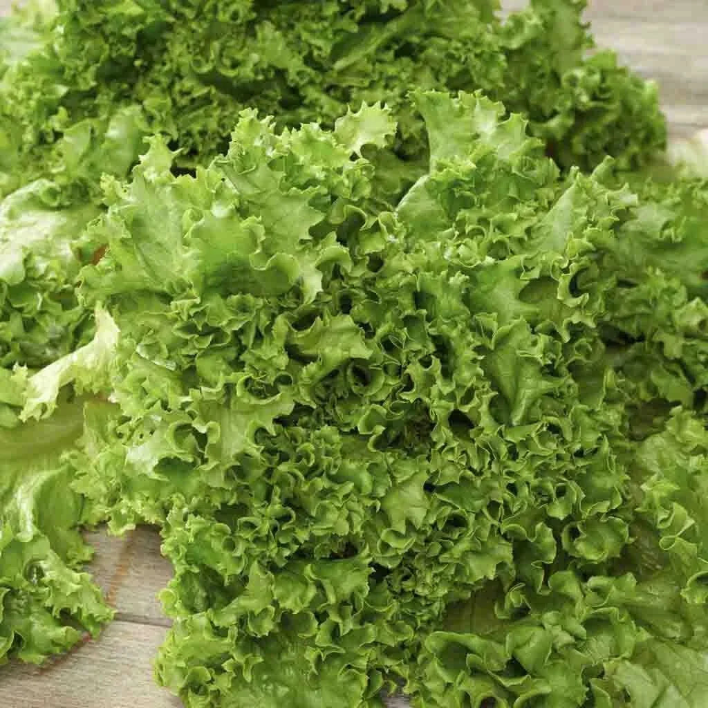 Salad Bowl Lettuce Seeds 250+ Heirloom Non-GMO Lactuca sativa Vegetable Garden Seeds