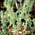 Ruschia Uncinata Doringvygie Succulent Live Plant 2-Inch Groundcover Drought-Tolerant Indoor Outdoor