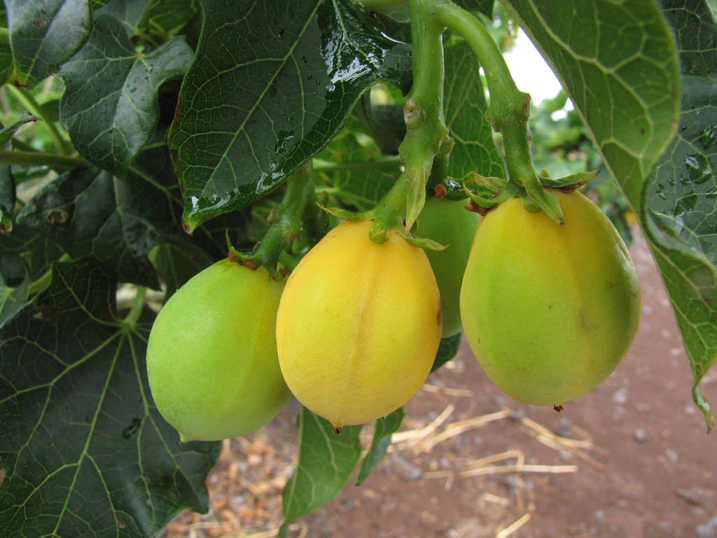 50 Seeds Jatropha Curcas - Rare Physic Nut Barbados Variety Drought Tolerant