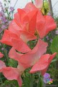 Patti Sweet Pea Seeds - 50+ Pack, Fragrant Climbing Flower, Lathyrus odoratus, Garden Planting, Annual Vine
