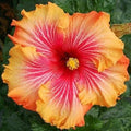 Hibiscus Seeds Pack of 20 - Red, Yellow, Orange Perennial Flowers - Hibiscus rosa-sinensis for Garden, Border, Container