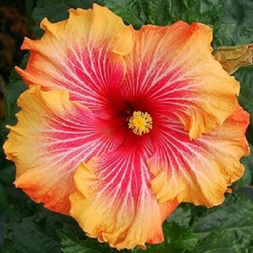 Hibiscus Seeds Pack of 20 - Red, Yellow, Orange Perennial Flowers - Hibiscus rosa-sinensis for Garden, Border, Container
