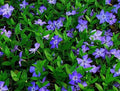 Creeping Myrtle Ground Cover Pack 50 Vinca Minor Periwinkle Evergreen Drought-Resistant Bare Root Plants