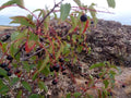 Black Cherry Tree Seeds - Organic Non-GMO Prunus serotina Wild Cherry Seeds - Pack of Seeds