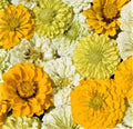 Lemon Meringue Zinnia Seeds - 100+ Non-GMO Flower Seeds for Vibrant Garden Blooms - Zinnia elegans