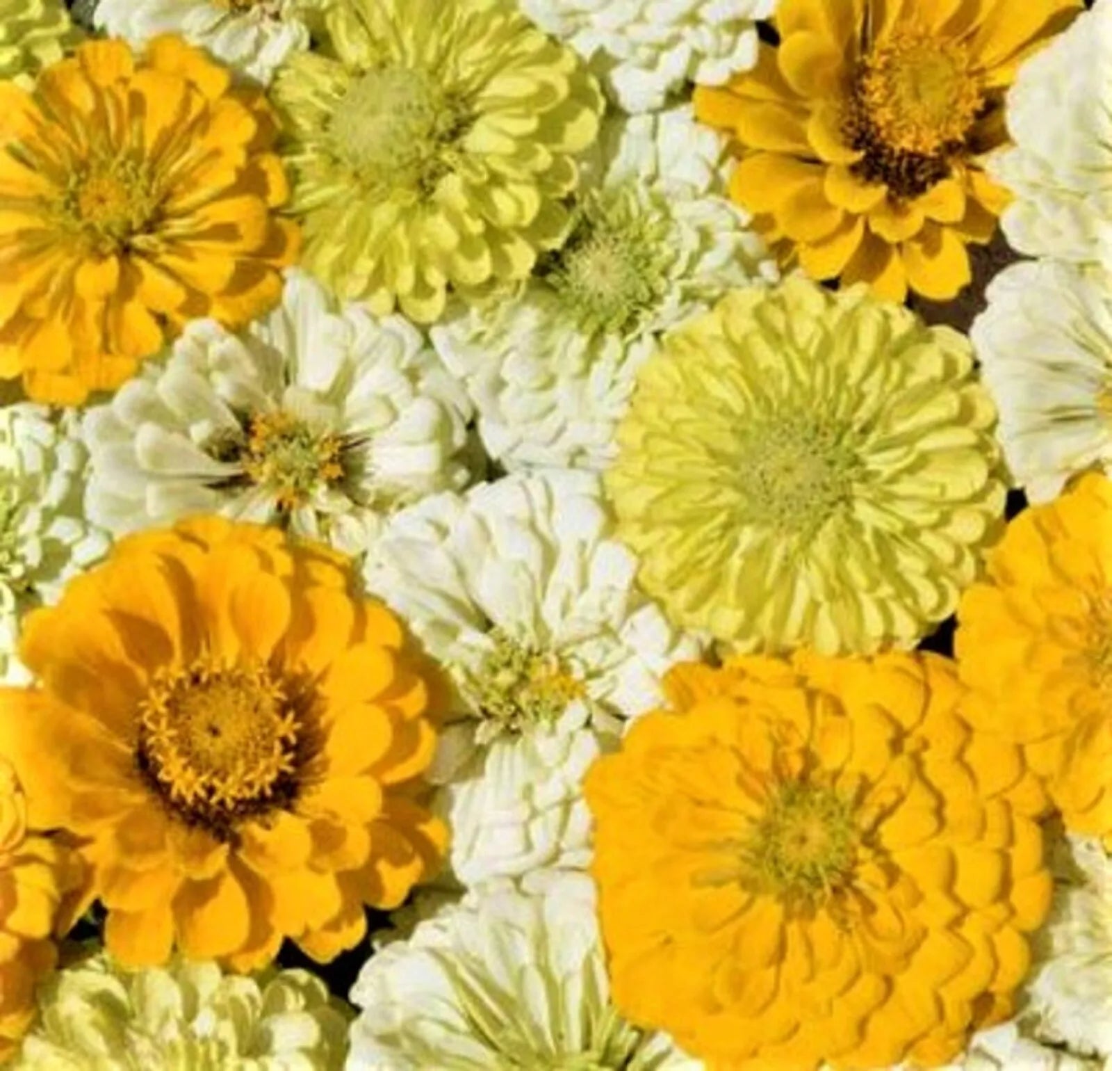 Lemon Meringue Zinnia Seeds - 100+ Non-GMO Flower Seeds for Vibrant Garden Blooms - Zinnia elegans