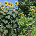 Mammoth Black Russian Sunflower Seeds - Organic Wildflower, Helianthus annuus, Easy to Grow, Large 12-inch Flowers, Pollinator Attracting