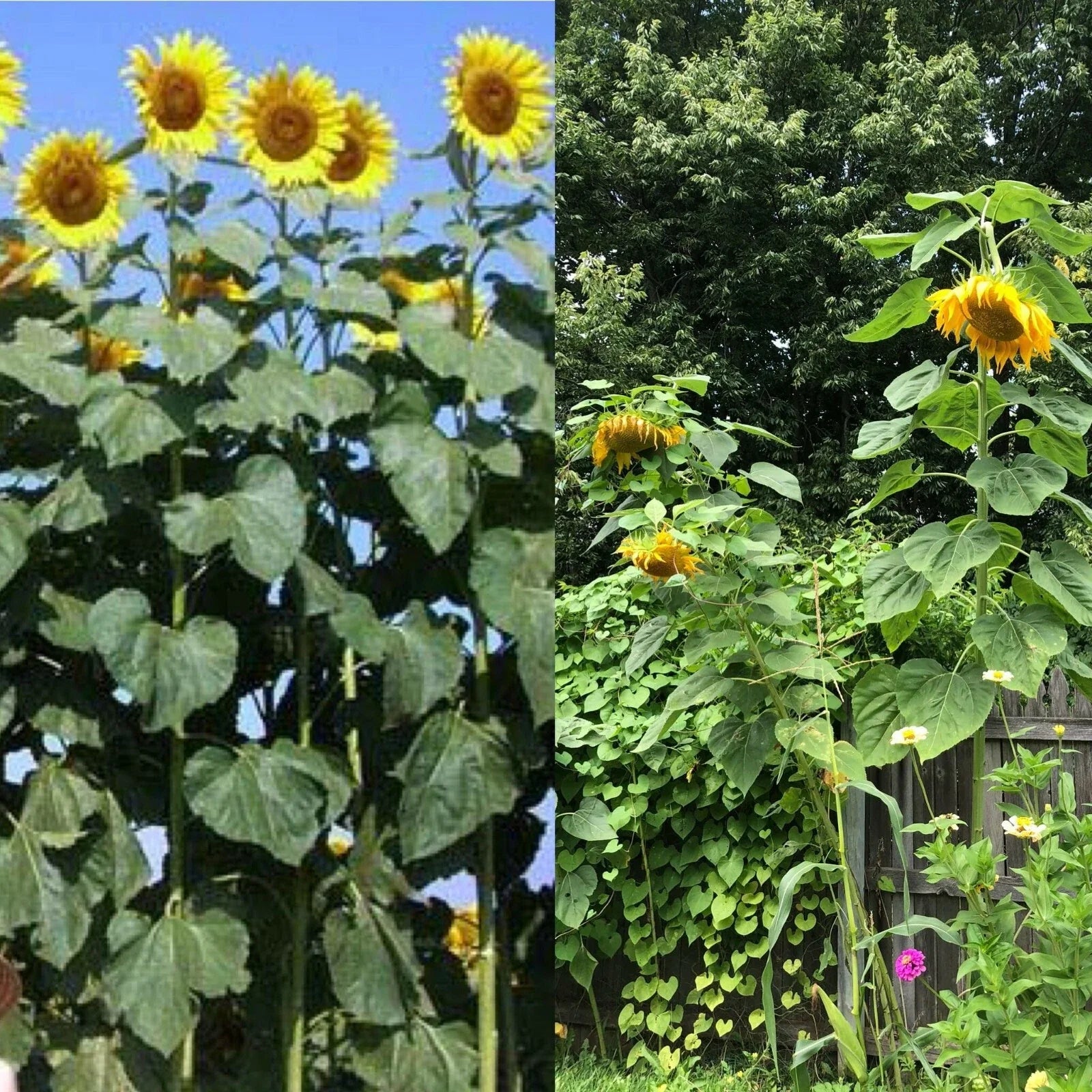 Mammoth Black Russian Sunflower Seeds - Organic Wildflower, Helianthus annuus, Easy to Grow, Large 12-inch Flowers, Pollinator Attracting
