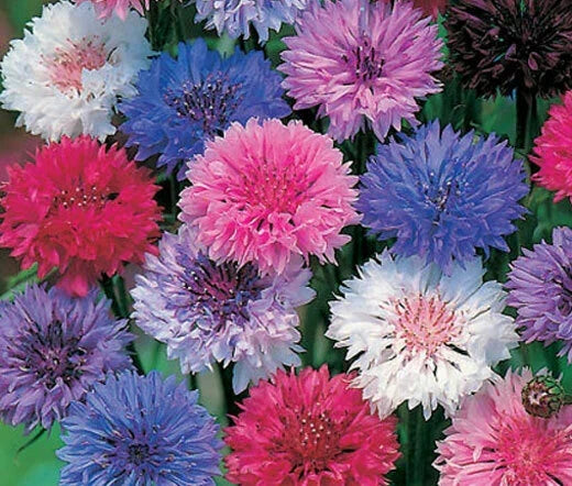Bachelor's Buttons Seeds - Polka Dot Mix Dwarf Wildflowers for Borders & Containers - Centaurea cyanus, 570 Seeds
