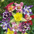 Giant Mix Columbine Seeds - Perennial Flower Seeds - Vibrant Aquilegia Variety for Gardens, Borders & Pollinators