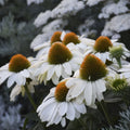 White Coneflower Seeds - Echinacea purpurea - Perennial Flower Seeds for Garden, Butterfly & Bee Attractant, 200+ Seeds