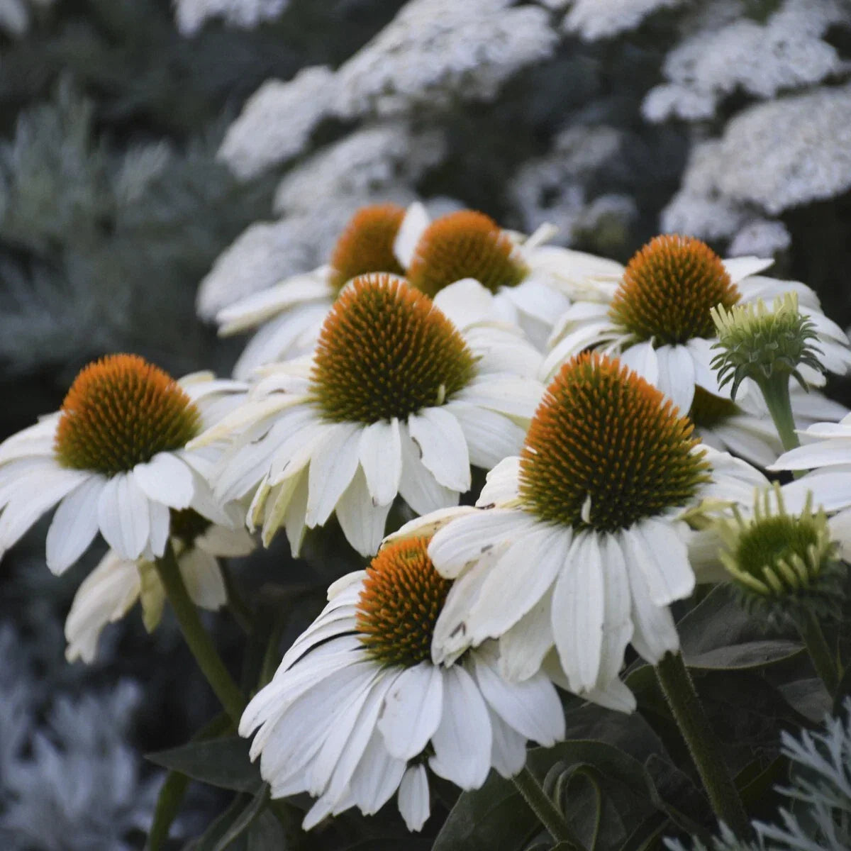 White Coneflower Seeds - Echinacea purpurea - Perennial Flower Seeds for Garden, Butterfly & Bee Attractant, 200+ Seeds