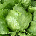 Iceberg Lettuce Seeds - 100 Pack, Organic, Non-GMO, Pesticide-Free, Lactuca sativa, Compact Head-Forming, Full Sun